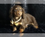 Small #4 Dachshund