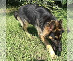 Small #4 German Shepherd Dog