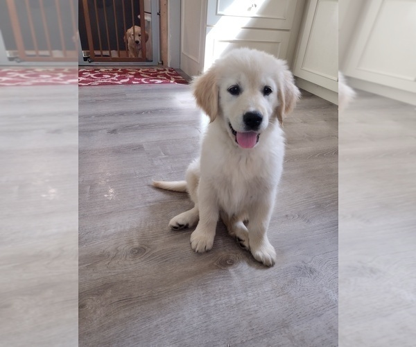 Medium Photo #1 Golden Retriever Puppy For Sale in SPRING GROVE, PA, USA