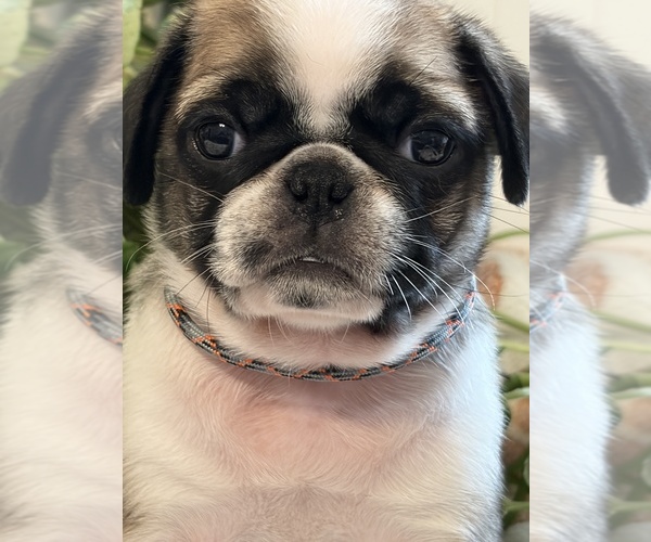 Medium Photo #2 Pug Puppy For Sale in SPRING CITY, PA, USA