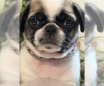 Small Photo #11 Pug Puppy For Sale in SPRING CITY, PA, USA