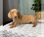 Small #2 Dachshund