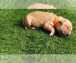 Small Photo #10 Golden Retriever Puppy For Sale in OMAHA, NE, USA