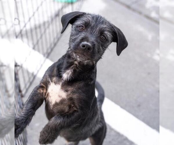 Medium Photo #1 Mutt Puppy For Sale in San Diego, CA, USA