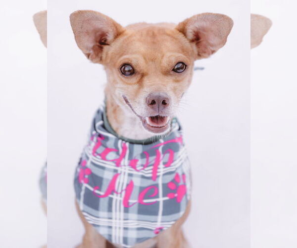Medium Photo #1 Rat-Cha Puppy For Sale in Princeton, MN, USA