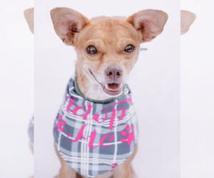 Rat-Cha Dogs for adoption in Princeton, MN, USA