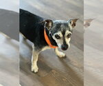 Small #2 Chihuahua Mix