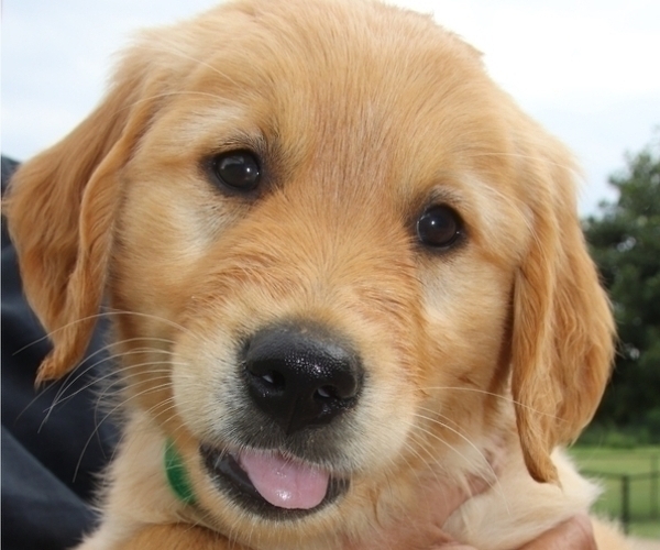 Medium Photo #1 Golden Retriever Puppy For Sale in NACOGDOCHES, TX, USA