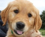Small Photo #1 Golden Retriever Puppy For Sale in NACOGDOCHES, TX, USA