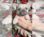 Puppy Boy 2 French Bulldog