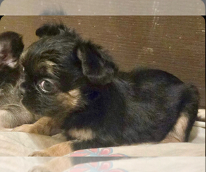 French Bulldog Puppy for sale in WEST UNIVERSITY PLACE, TX, USA