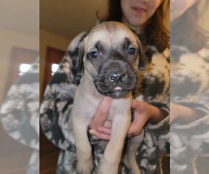Mastiff Puppy for sale in MINERSVILLE, OH, USA