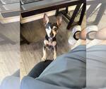 Small #6 Chihuahua