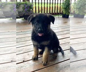 Medium German Shepherd Dog