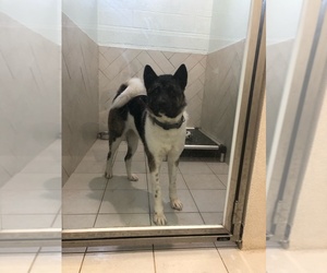 Akita Dogs for adoption in HARVEST, AL, USA