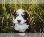 Small #3 Australian Shepherd