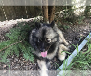 Keeshond Puppy for sale in HIGH POINT, NC, USA