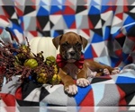Small Photo #6 Boxer Puppy For Sale in QUARRYVILLE, PA, USA