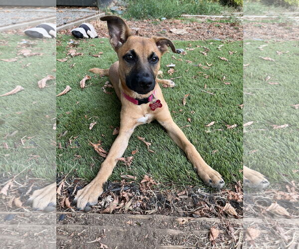 Medium Photo #10 Black Mouth Cur-Unknown Mix Puppy For Sale in Milwaukie, OR, USA