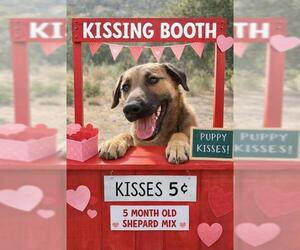 German Shepherd Dog Dogs for adoption in Globe, AZ, USA