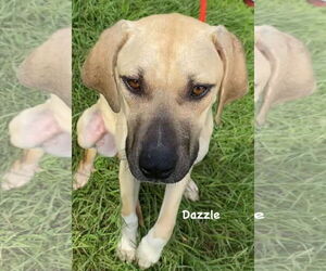 Dazzle - Female Mutt Dog for Adoption - Photo #10