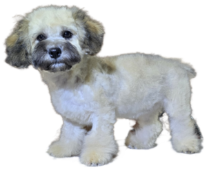 Maltipoo-Shih Tzu Mix Puppy for sale in SAN DIEGO, CA, USA