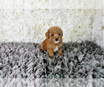 Small Photo #3 Maltipoo Puppy For Sale in FULLERTON, CA, USA