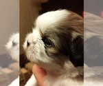 Puppy Bruce Wayne Shih Tzu