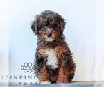 Small #4 Poodle (Miniature)