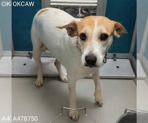 Beagle Dogs for adoption in Oklahoma City, OK, USA