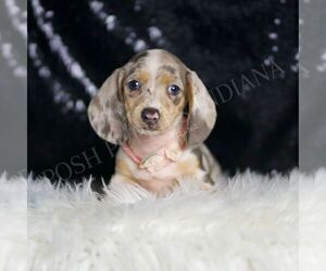 Dachshund Puppy for Sale in WARSAW, Indiana USA
