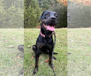 Miranda - Female Labrador Retriever-Unknown Mix Dog for Adoption - Photo #6