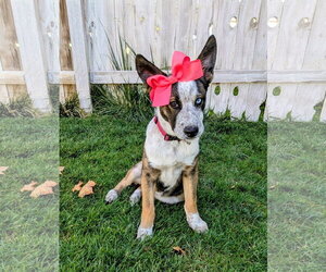Adley Rae - Female Mutt Dog for Adoption - Photo #11