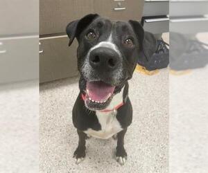 American Pit Bull Terrier-Labrador Retriever Mix Dogs for adoption in Brighton, CO, USA