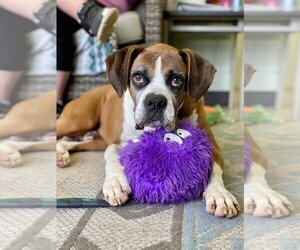 Boxer Dogs for adoption in Austin, TX, USA