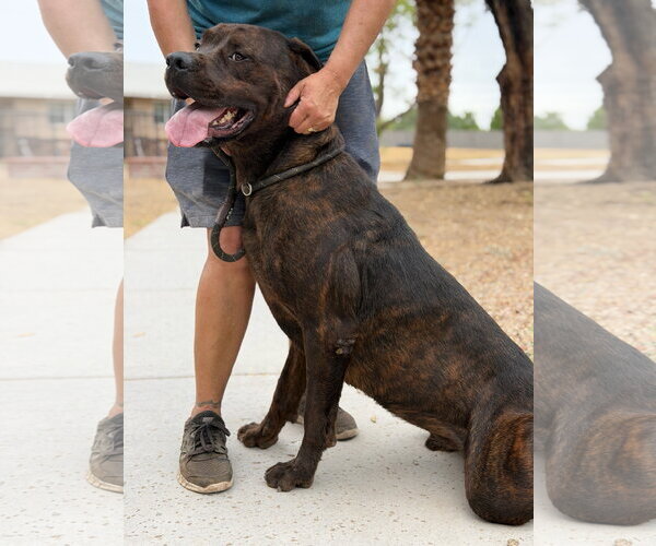 Medium Photo #1 Mutt Puppy For Sale in Goodyear, AZ, USA