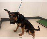 Small Doberman Pinscher-German Shepherd Dog Mix