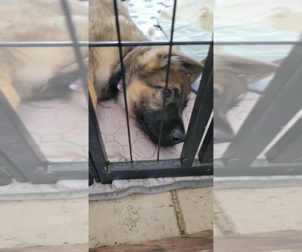 Medium Photo #5 German Shepherd Dog Puppy For Sale in SAINT CROIX FALLS, WI, USA