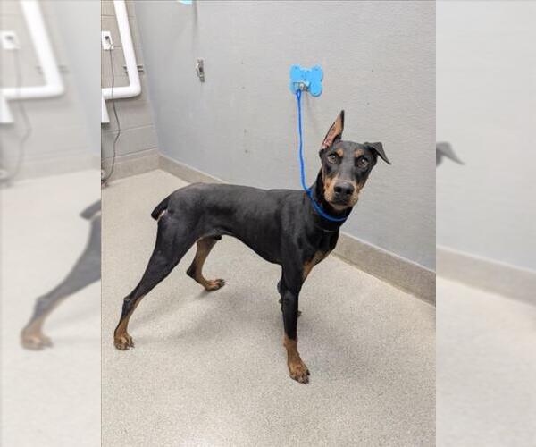 Medium Photo #1 Doberman Pinscher-Unknown Mix Puppy For Sale in Las Vegas, NV, USA