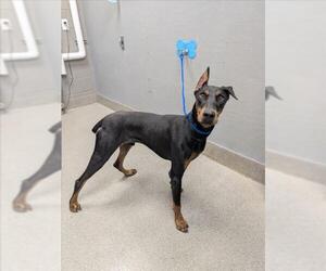 Doberman Pinscher-Unknown Mix Dogs for adoption in Las Vegas, NV, USA