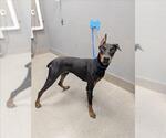 Small Doberman Pinscher Mix