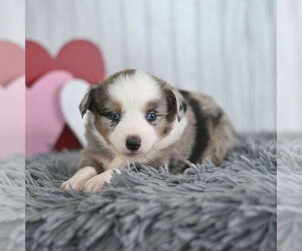 Medium Photo #4 Miniature Australian Shepherd Puppy For Sale in REBERSBURG, PA, USA