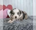 Small #3 Miniature Australian Shepherd