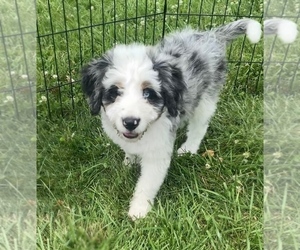 Bernedoodle (Miniature) Puppy for sale in NILES, MI, USA