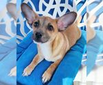 Small #3 Chiweenie