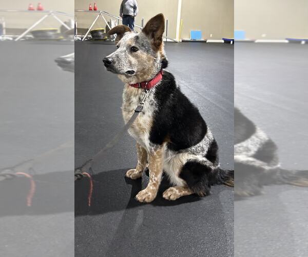 Medium Photo #2 Mutt Puppy For Sale in Highland, IL, USA