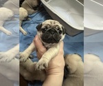 Small #2 Pug