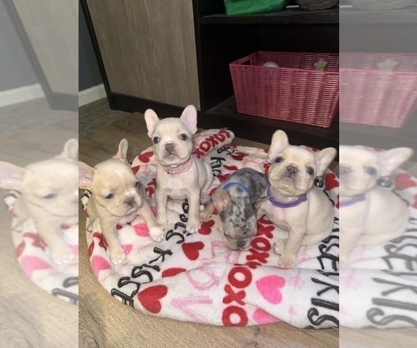 Medium Photo #1 French Bulldog Puppy For Sale in SUGAR HILL, GA, USA