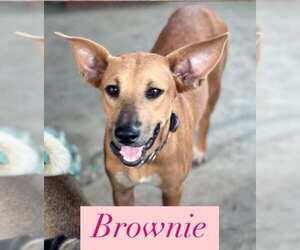 Basenji-Labrador Retriever Mix Dogs for adoption in Brewster, NY, USA