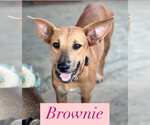 Small Basenji-Labrador Retriever Mix
